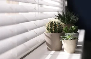 Budapesti reluxa referencia fehér lamellákkal, beltéri árnyékoló kaktuszokkal és növényekkel az ablakpárkányon.