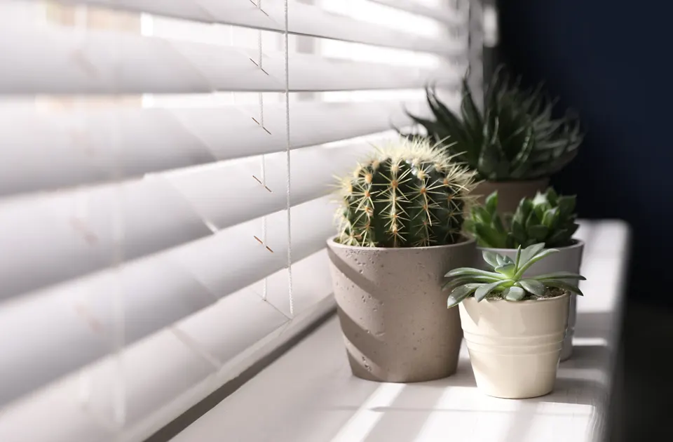 Budapesti reluxa referencia fehér lamellákkal, beltéri árnyékoló kaktuszokkal és növényekkel az ablakpárkányon.